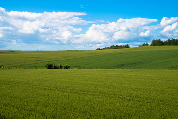 Fototapeta na wymiar 夏の麦畑