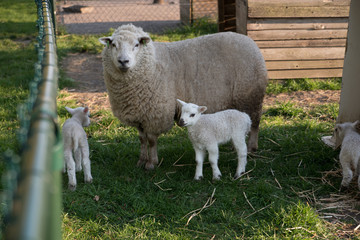 Fototapeta premium sheep in field