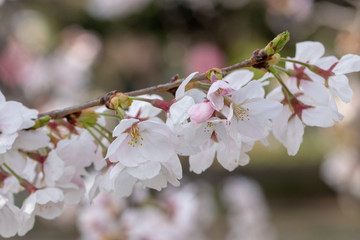 桜の花　東京都多摩市乞田川