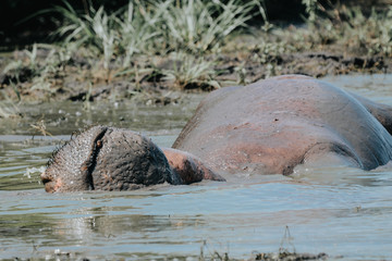 hippopotamus in Safari
