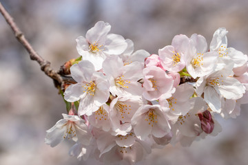 桜の花　東京都多摩市乞田川