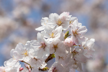 桜の花　東京都多摩市乞田川