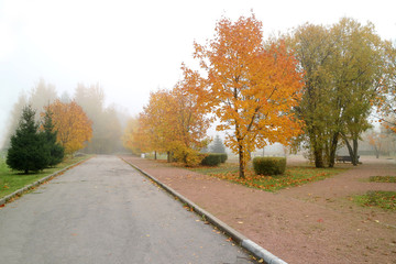 Early morning in the Park lies the fog landscape nature.