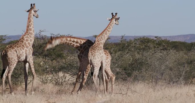 4K view of four male giraffe head butting and fighting for dominance, Etosha National Park, Namibia 