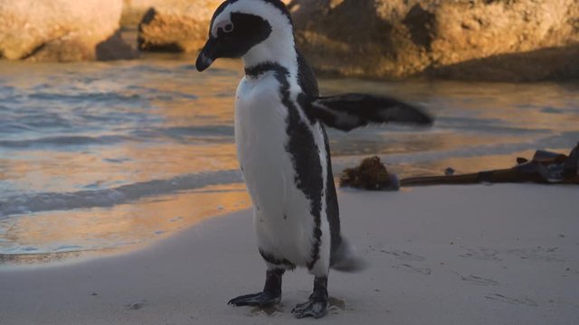 4K close-up view of an African penquin shaking the water from its feathers on the shore at Boulders Beach, Cape Town, South Africa