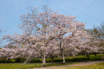 風土記の丘の桜