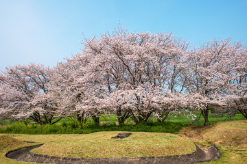 Fototapeta premium 風土記の丘の桜