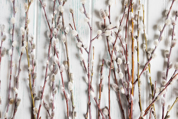 Background with willow branches and buds. Spring banner with willow branches. Congratulatory spring background with willow branches