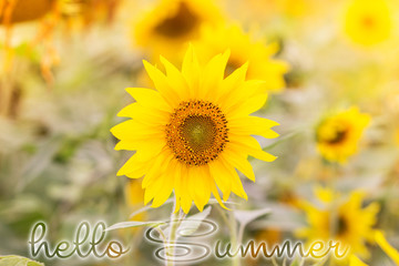 Hello Summer lettering card. Field of sunflowers.