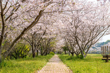Fototapeta premium 桜づつみ公園の桜