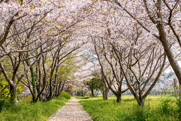Fototapeta premium 桜づつみ公園の桜