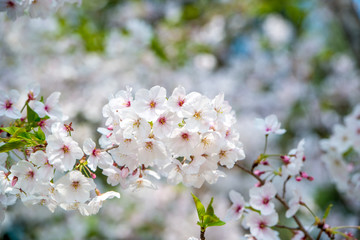 桜づつみ公園の桜