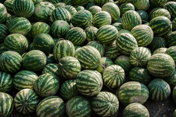 A bunch of ripe watermelons. Watermelon background. Agricultural culture of Ukraine. Collection and sale.