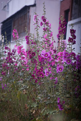 Obraz premium flowers in front of an old house