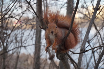 Closeup of squirrel sitting on branch above the river. Squirrels are members of the family Sciuridae, a family that includes small or medium-size rodents.