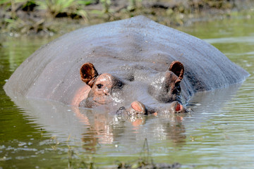 hippopotamus in Safari