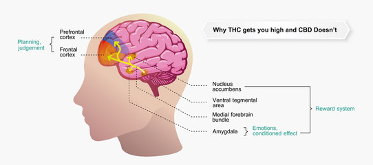 why THC gets you high and CBD doesn't,effect on body,vector infographic on white background.