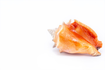 sea ​​shell in high resolution, photo on white background.