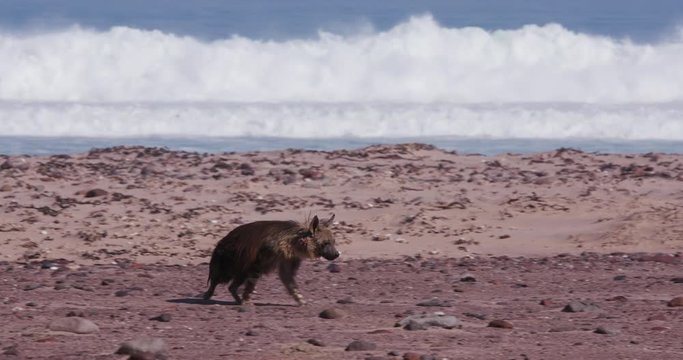 4K view of a Brown Hyena walking along the coast line of the Skeleton Coast National Park, Namibia