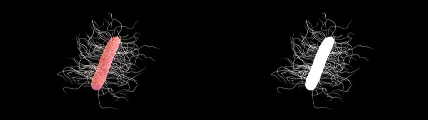 3D illustration of a clostridium difficile bacteria