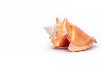 Obraz na płótnie Canvas sea ​​shell in high resolution, photo on white background.