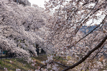 多摩市乞田川の桜並木　東京都多摩市