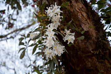 Rhododendros tree in Nepal