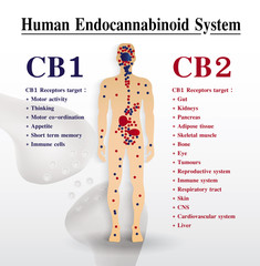 human endocannabinoid CB1 and CB2 Receptors in body,vector infographic on white background.