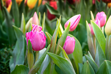 pink tulips flower