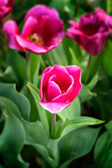 pink tulips flower