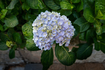 blue hydrangea or hortensia flower
