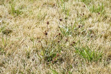 Luzula capitata (Wood rush)