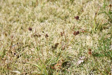 Luzula capitata (Wood rush)