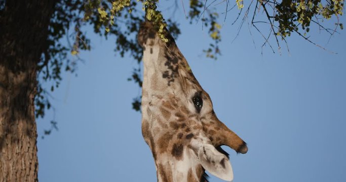 4K close-up view of a desert giraffe stretching its neck to feed on vegetation with blye sky in the background, Hoanib Valley,Namib Desert, Namibia 