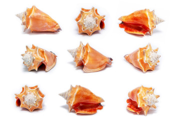 photos of many sea shells, collection of isolated sea shells