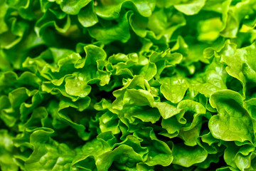 Fresh lettuce leaves texture, close up