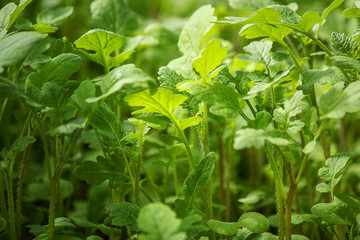 Mustard plant, young sprout and natural light. Seedling. Ecology, business, Earth Day, organic plant growing.