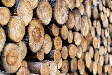 frische Holzstämme nach dem Fällen in einem Wald