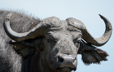 Buffalo in Safari group