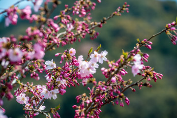 安心院町龍王の桜