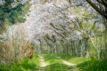 安心院町龍王の桜
