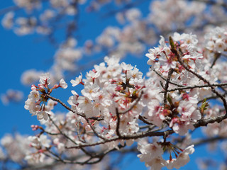 SAKURA cherry blossoms