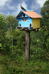 The pigeon stands on top of the bird house, Cute smiley emoticon bird house