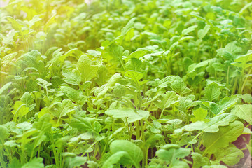 Mustard plant, young sprout and natural light. Seedling. Ecology, business, Earth Day, organic plant growing.