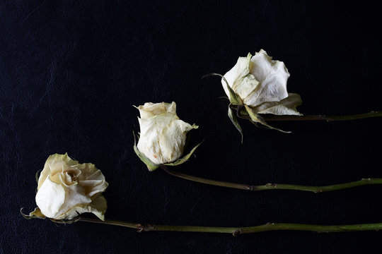 Dried white roses on a dark background close up