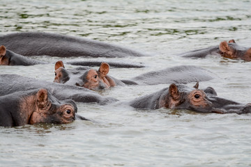 hippopotamus in Safari