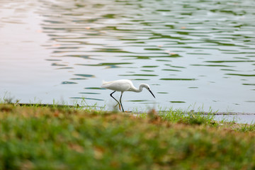 great egret in water