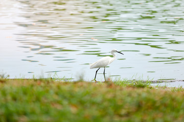 Obraz premium great blue heron