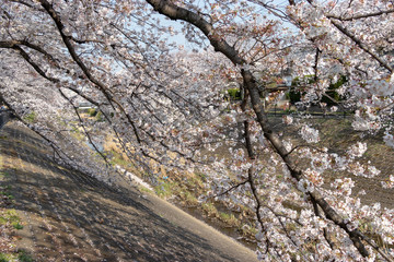 多摩市乞田川の桜並木　東京都多摩市