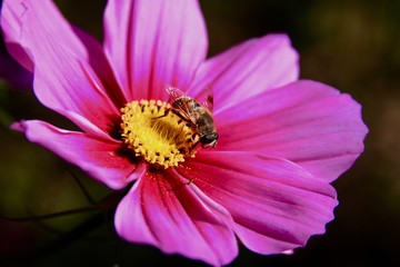 Honey bee on a pink flower close up